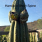 Trichocereus Cactus Seeds Pachanoi, Peruvianus, Bridgesii, Scopulicola, Hybrid seed & others For Sale