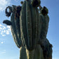 Trichocereus Cactus Seeds Pachanoi, Peruvianus, Bridgesii, Scopulicola, Hybrid seed & others For Sale