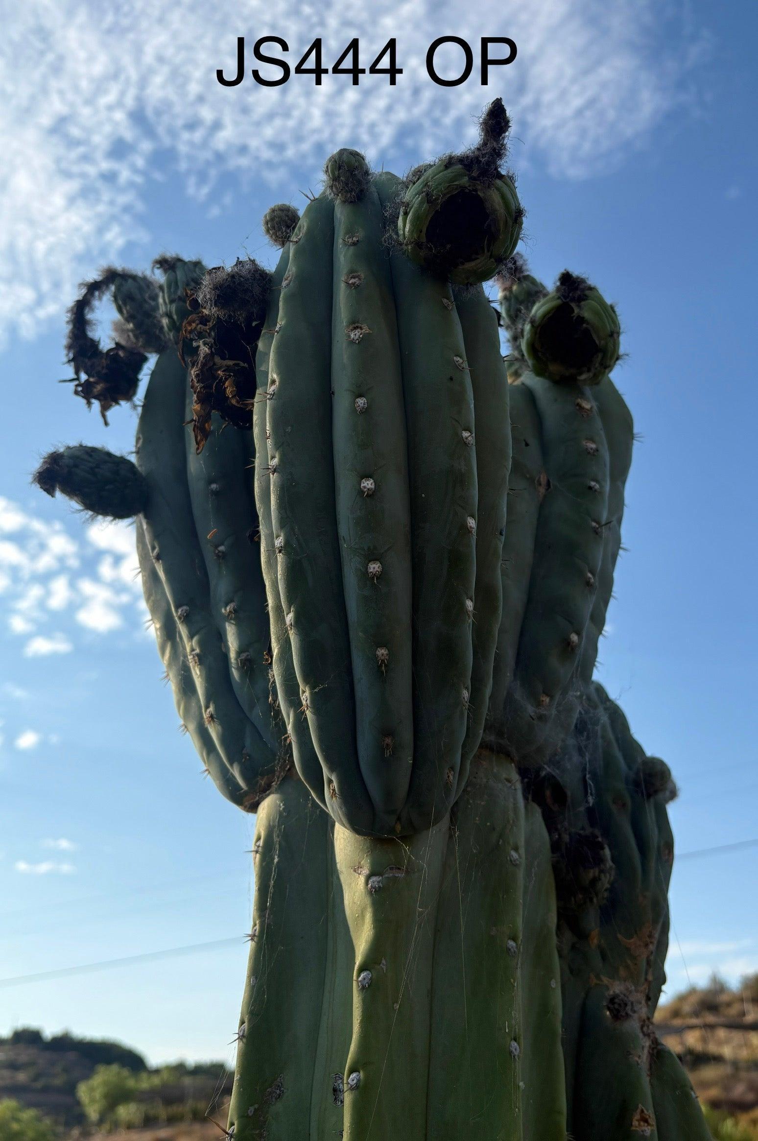 san pedro cactus seeds for sale Trichocereus Cactus Seeds Pachanoi, Peruvianus, Bridgesii, Scopulicola, Hybrid seed & others