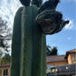 Trichocereus Cactus Seeds Pachanoi, Peruvianus, Bridgesii, Scopulicola, Hybrid seed & others For Sale