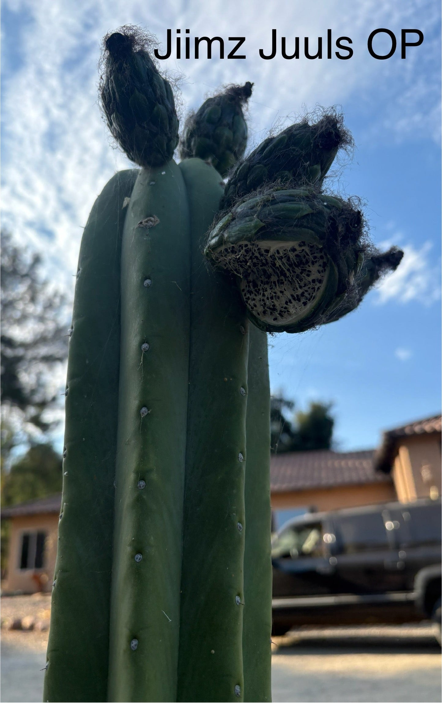 Trichocereus Cactus Seeds Pachanoi, Peruvianus, Bridgesii, Scopulicola, Hybrid seed & others For Sale