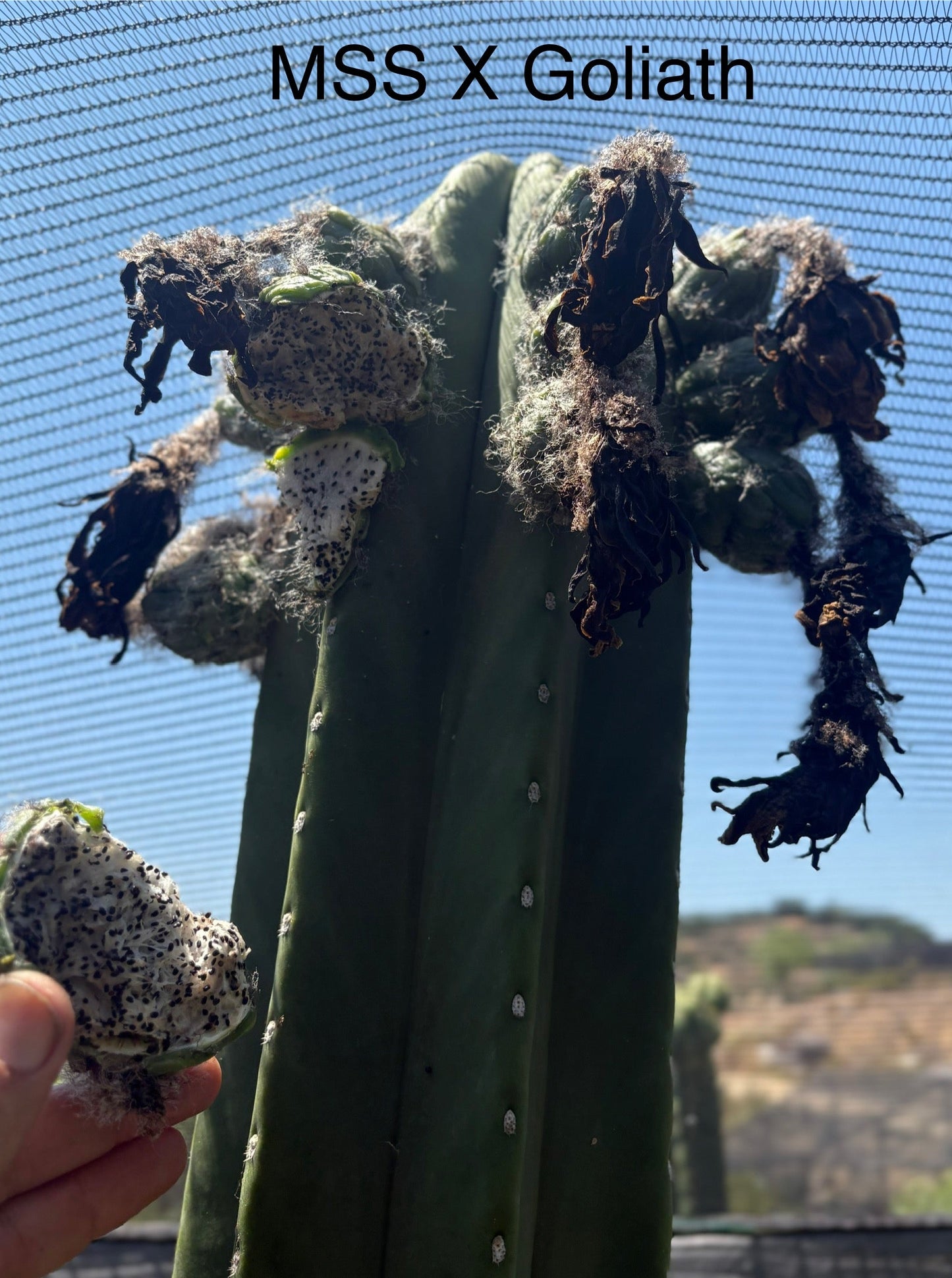 Trichocereus Cactus Seeds Pachanoi, Peruvianus, Bridgesii, Scopulicola, Hybrid seed & others For Sale