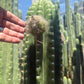 Trichocereus Cactus Seeds Pachanoi, Peruvianus, Bridgesii, Scopulicola, Hybrid seed & others For Sale
