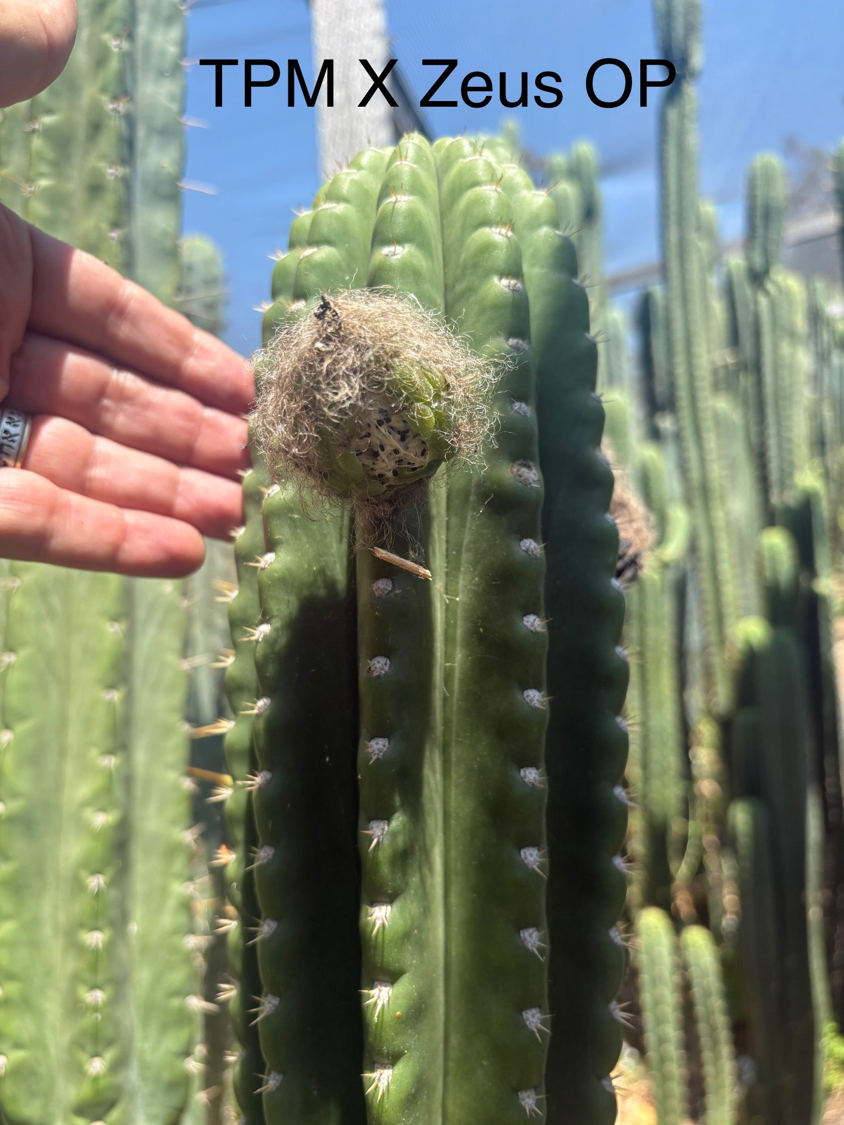 san pedro cactus seeds Trichocereus Cactus Seeds Pachanoi, Peruvianus, Bridgesii, Scopulicola, Hybrid seed & others