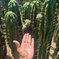 Trichocereus Cactus Seeds Pachanoi, Peruvianus, Bridgesii, Scopulicola, Hybrid seed & others For Sale