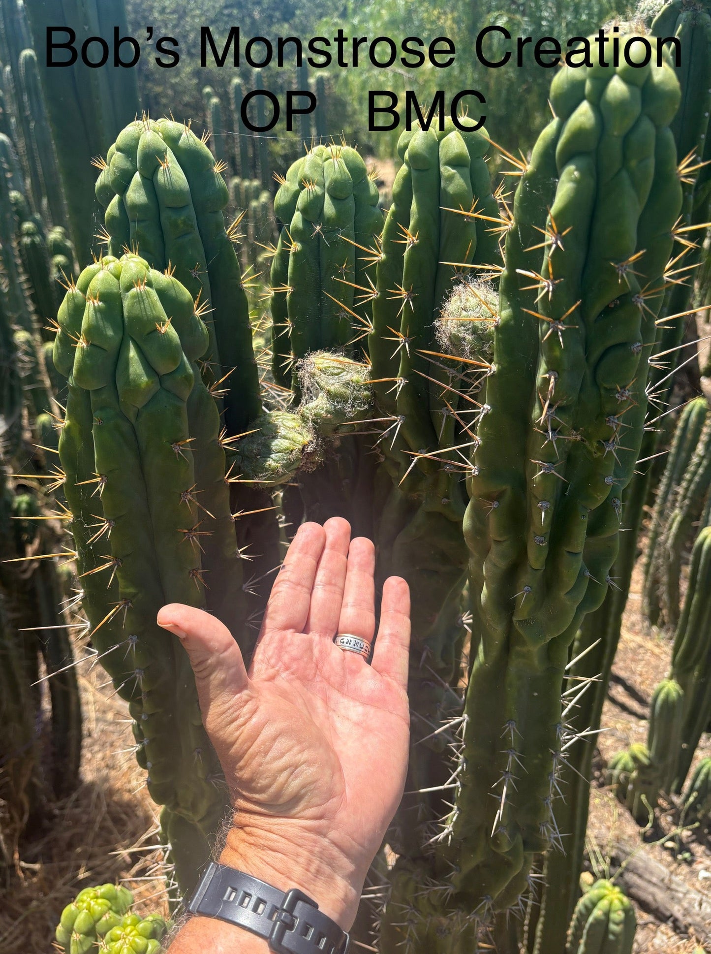 Trichocereus Cactus Seeds Pachanoi, Peruvianus, Bridgesii, Scopulicola, Hybrid seed & others For Sale