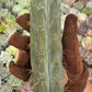 Trichocereus Cactus Seeds Pachanoi, Peruvianus, Bridgesii, Scopulicola, Hybrid seed & others For Sale