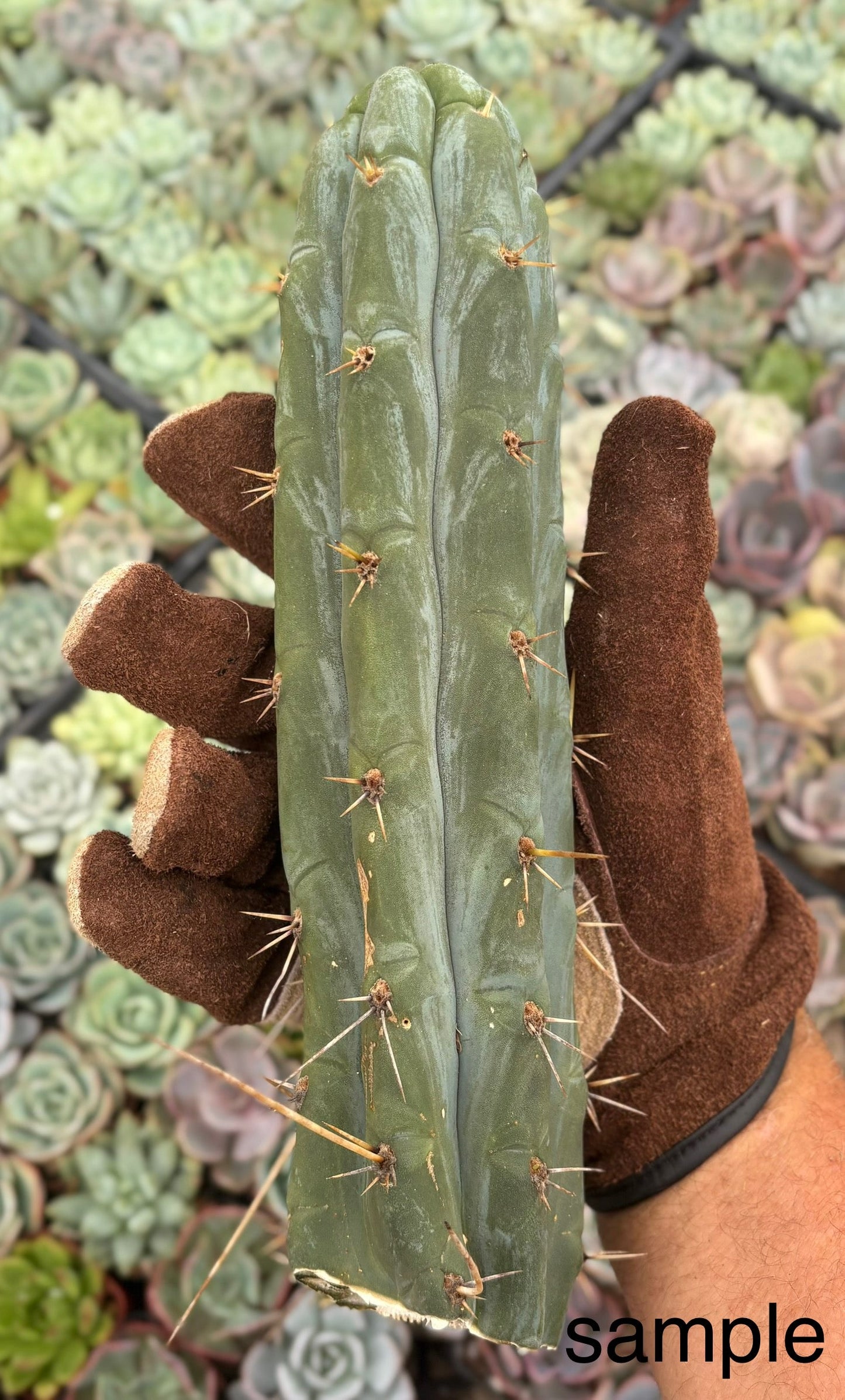 Trichocereus Cactus Seeds Pachanoi, Peruvianus, Bridgesii, Scopulicola, Hybrid seed & others For Sale