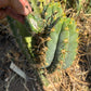 Trichocereus Cactus Seeds Pachanoi, Peruvianus, Bridgesii, Scopulicola, Hybrid seed & others For Sale