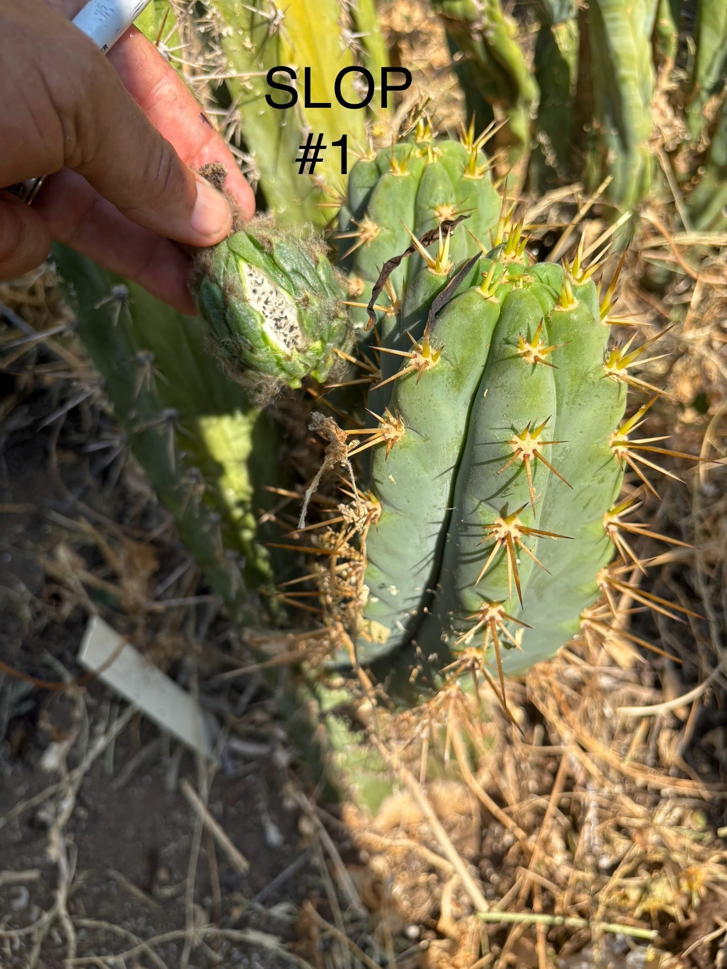 Trichocereus Cactus Seeds Pachanoi, Peruvianus, Bridgesii, Scopulicola, Hybrid seed & others For Sale