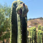 Trichocereus Cactus Seeds Pachanoi, Peruvianus, Bridgesii, Scopulicola, Hybrid seed & others For Sale