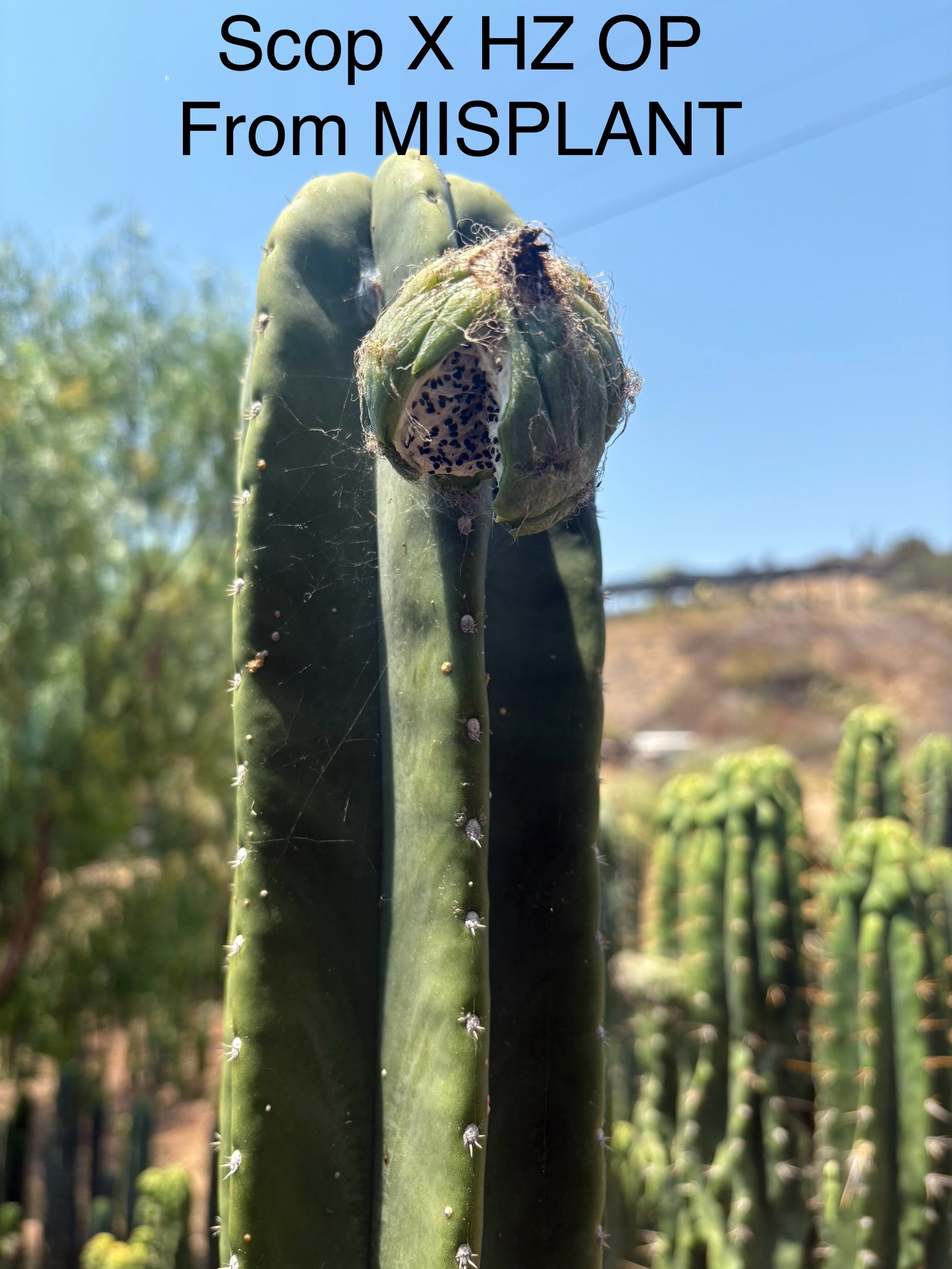 san pedro cactus seeds Trichocereus Cactus Seeds Pachanoi, Peruvianus, Bridgesii, Scopulicola, Hybrid seed & others