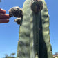Trichocereus Cactus Seeds Pachanoi, Peruvianus, Bridgesii, Scopulicola, Hybrid seed & others For Sale