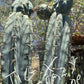 Trichocereus Cactus Seeds Pachanoi, Peruvianus, Bridgesii, Scopulicola, Hybrid seed & others For Sale