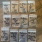 Trichocereus Cactus Seeds Pachanoi, Peruvianus, Bridgesii, Scopulicola, Hybrid seed & others For Sale