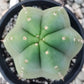 Trichocereus Cactus Seeds Pachanoi, Peruvianus, Bridgesii, Scopulicola, Hybrid seed & others For Sale