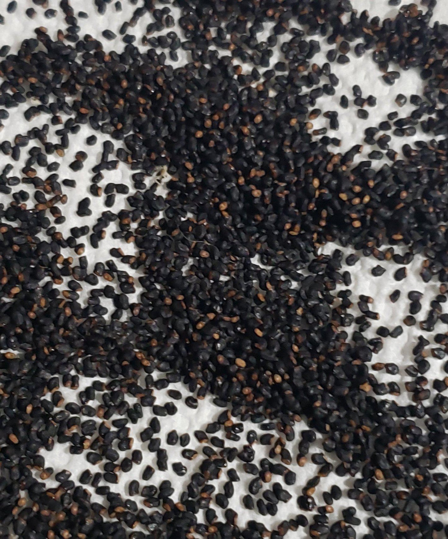 Trichocereus Cactus Seeds Pachanoi, Peruvianus, Bridgesii, Scopulicola, Hybrid seed & others For Sale