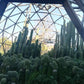 Trichocereus Cactus Seeds Pachanoi, Peruvianus, Bridgesii, Scopulicola, Hybrid seed & others For Sale