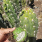 Trichocereus Cactus Seeds Pachanoi, Peruvianus, Bridgesii, Scopulicola, Hybrid seed & others For Sale