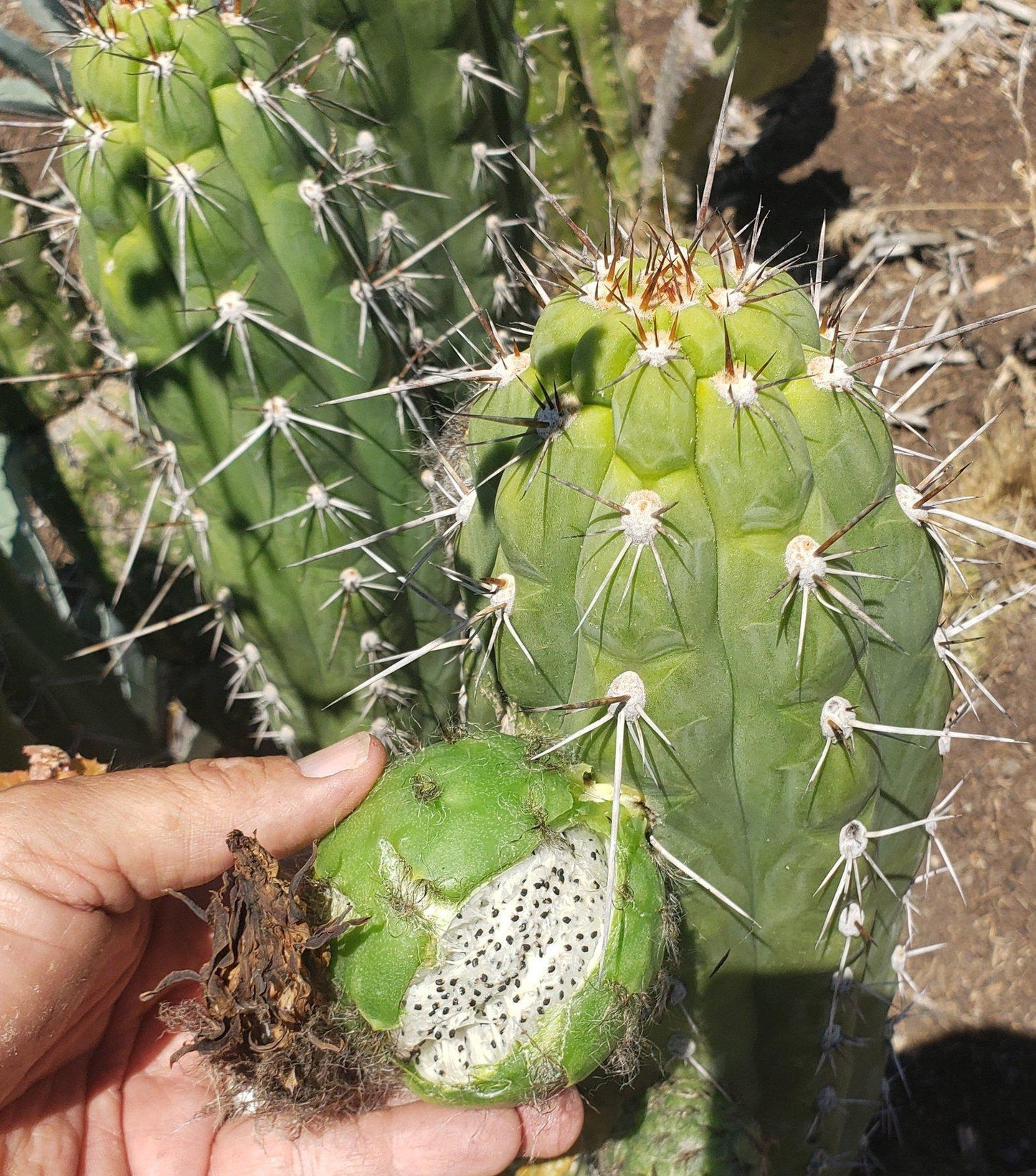 Trichocereus Cactus Seeds Pachanoi, Peruvianus, Bridgesii, Scopulicola, Hybrid seed & others For Sale