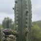 Trichocereus Cactus Seeds Pachanoi, Peruvianus, Bridgesii, Scopulicola, Hybrid seed & others For Sale