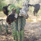 Trichocereus Cactus Seeds Pachanoi, Peruvianus, Bridgesii, Scopulicola, Hybrid seed & others For Sale