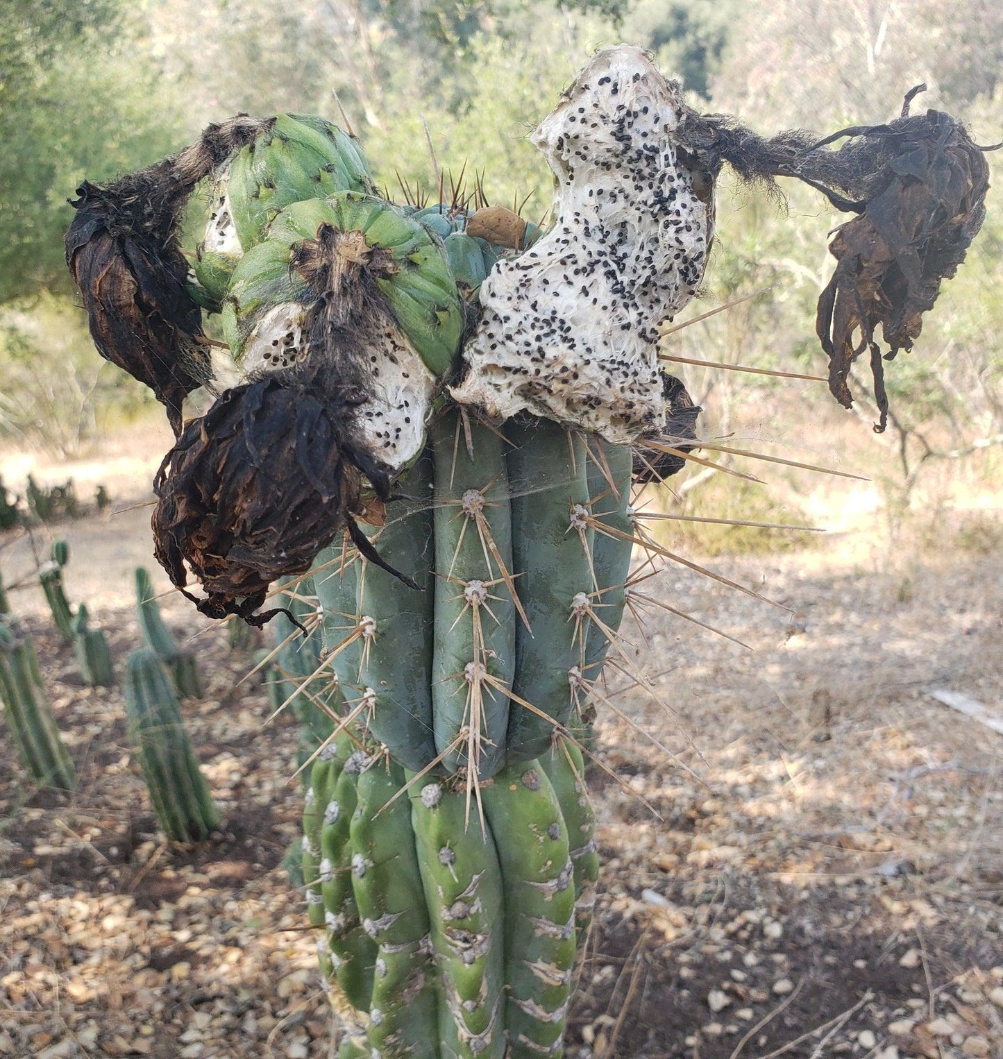 Trichocereus Cactus Seeds Pachanoi, Peruvianus, Bridgesii, Scopulicola, Hybrid seed & others For Sale