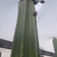Trichocereus Cactus Seeds Pachanoi, Peruvianus, Bridgesii, Scopulicola, Hybrid seed & others For Sale