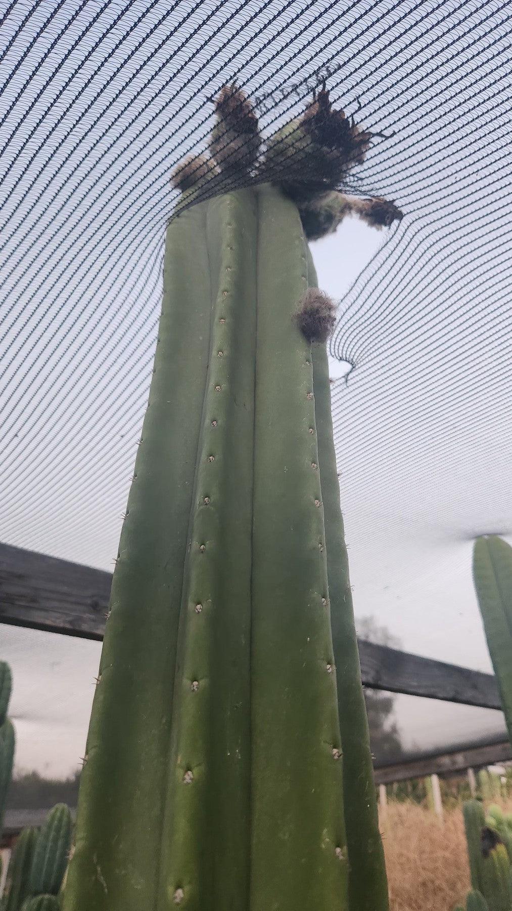 Trichocereus Cactus Seeds Pachanoi, Peruvianus, Bridgesii, Scopulicola, Hybrid seed & others For Sale
