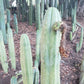 Trichocereus Cactus Seeds Pachanoi, Peruvianus, Bridgesii, Scopulicola, Hybrid seed & others For Sale
