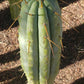 Trichocereus Cactus Seeds Pachanoi, Peruvianus, Bridgesii, Scopulicola, Hybrid seed & others For Sale