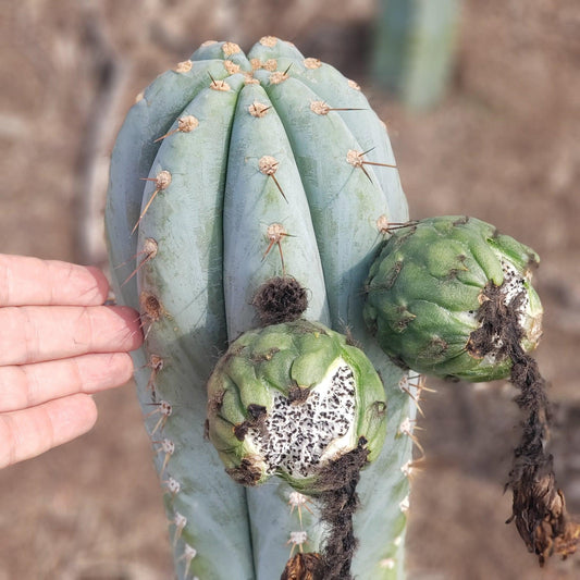 Trichocereus Cactus Seeds Pachanoi, Peruvianus, Bridgesii, Scopulicola, Hybrid seed & others For Sale