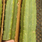 Trichocereus Pachanoi Common San Pedro PC Ornamental Grafting Cactus Cuttings and Potted