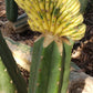 Trichocereus Pachanoi Common San Pedro PC Ornamental Grafting Cactus Cuttings and Potted