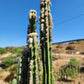 Trichocereus Pachanoi Common San Pedro PC Ornamental Grafting Cactus Cuttings and Potted