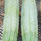 Trichocereus Pachanoi Common San Pedro PC Ornamental Grafting Cactus Cuttings and Potted