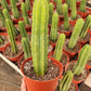 Trichocereus Pachanoi Common San Pedro PC Ornamental Grafting Cactus Cuttings and Potted