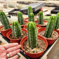 Trichocereus Pachanoi Common San Pedro PC Ornamental Grafting Cactus Cuttings and Potted