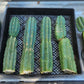 Trichocereus Pachanoi Common San Pedro PC Ornamental Grafting Cactus Cuttings and Potted
