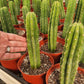 Trichocereus Pachanoi Common San Pedro PC Ornamental Grafting Cactus Cuttings and Potted