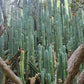 Trichocereus Pachanoi Common San Pedro PC Ornamental Grafting Cactus Cuttings and Potted