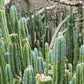 Trichocereus Pachanoi Common San Pedro PC Ornamental Grafting Cactus Cuttings and Potted