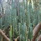Trichocereus Pachanoi Common San Pedro PC Ornamental Grafting Cactus Cuttings and Potted