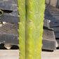 Trichocereus Pachanoi Common San Pedro PC Ornamental Grafting Cactus Cuttings and Potted