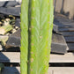 Trichocereus Pachanoi Common San Pedro PC Ornamental Grafting Cactus Cuttings and Potted