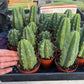 Trichocereus Pachanoi Common San Pedro PC Ornamental Grafting Cactus Cuttings and Potted