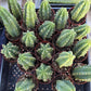 Trichocereus Pachanoi Common San Pedro PC Ornamental Grafting Cactus Cuttings and Potted