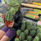 Trichocereus Pachanoi Common San Pedro PC Ornamental Grafting Cactus Cuttings and Potted