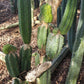 Trichocereus Pachanoi Common San Pedro PC Ornamental Grafting Cactus Cuttings and Potted