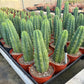 Trichocereus Pachanoi Common San Pedro PC Ornamental Grafting Cactus Cuttings and Potted